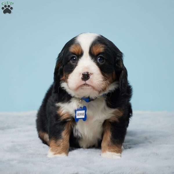 Bernie, Miniature Bernese Mountain Dog Puppy